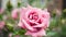 Beautiful  rose in garden,petal Blooming rose bud bouquet space background
