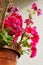 Beautiful rose-like flowers in a pot as home decoration