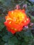 A beautiful rose, like lava from a volcano, morning, Odessa, 2017