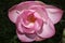 Beautiful rose lotus with dark background