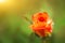 Beautiful rose macro closeup. Rosebuds with dewdrops on a green background copy space