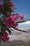 beautiful rose oleander in limestone park with hot water springs blue sky in pamukkale background