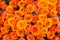 Beautiful rose petals. Orange roses. Bright bouquet of roses