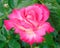 The beautiful rose-pink rose