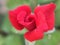 beautiful rose red redrose nature