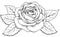 Beautiful rose in the style of black and white engraving.