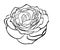 Beautiful rose in the style of black and white engraving.