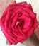 Beautiful Rose Sweet propose flower