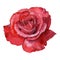 Beautiful rose watercolor hand-painted isolated on white background.