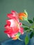 Beautiful rose whith buds in the spring garden. Splendid and romantic flower