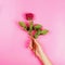 Beautiful rose in a woman`s hand, flat lay, present concept