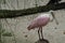 Beautiful Roseate spoonbill bird