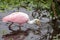 A beautiful Roseate Spoonbill searches for food