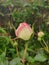 A beautiful rosebud with its delicate petals wet by the rain on a spring day