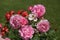 Beautiful rosebush with dark pink roses