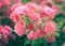 Beautiful rosebush with many pink roses in dreamy style