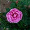 Beautiful roses bloom in the pink garden. Mary Rose