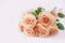 Beautiful roses close-up. Delicate postcard with cream roses on a light background. Space for text