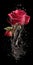 beautiful roses falling with water, slice style, ai generated image