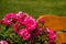 Beautiful roses in a garden on Lake Constance