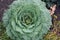 Beautiful rosette of decorative inedible cabbage in a flowerbed in late autumn