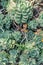 Beautiful rosette succulent plants, close up