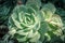 Beautiful rosette succulent plants, close up