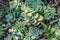 Beautiful rosette succulent plants, close up