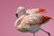 Beautiful rosy Chilean flamingo isolated at smooth light pink or rosy background, closeup, details. Love and glamour concept