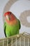 Beautiful rosy faced lovebird standing on a steel frame cage