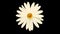 Beautiful, rotating, abstract chamomile flower moving from top to bottom, isolated on black background. Spinning white