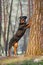 Beautiful Rottweiler dog breed standing on its hind legs, put his front paws on a tree