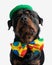 beautiful rottweiler dog with green hat and clown bowtie looking up