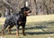 Beautiful rottweiler dog posing