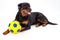 Beautiful rottweiler dog with soccer ball.