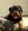 Beautiful Rottweiler puppy, age six weeks