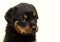 Beautiful Rottweiler puppy, age six weeks