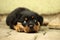 Beautiful Rottweiler puppy, age six weeks