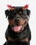 beautiful rottweiler puppy wearing christmas tree branches headband