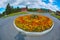 Beautiful round flower bed with marigolds, fisheye lens photography