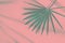 Beautiful round spiky teal green palm leaf on pastel pink background in sunlight leaks. Toned vintage style. Tropical
