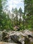 Beautiful round stones in a relic pine forest. Lime cobblestones in a stone forest. Traveling in Russia