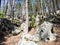 Beautiful round stones in a relic pine forest. Lime cobblestones in a stone forest. Traveling in Russia