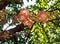 Beautiful round white magenta color flower of Cannon Ball Tree, Sal Tree