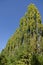 Beautiful row of tall poplar or Populus trees in autumn, South Park