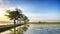 Beautiful row of tree in the side of rice field