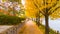 Beautiful row of yellow ginkgo tree along walkway near the river at Andong city