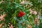 Beautiful rowan branch with red berries in the forest. Natural rowan berries