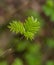 Beautiful rowan tree leaves and berries