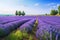 Beautiful rows of blooming lavender in the field.